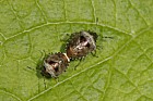 Eysarcoris fabricii Woundwort shieldbug