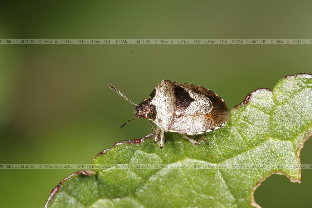 Eysarcoris fabricii Woundwort shieldbug