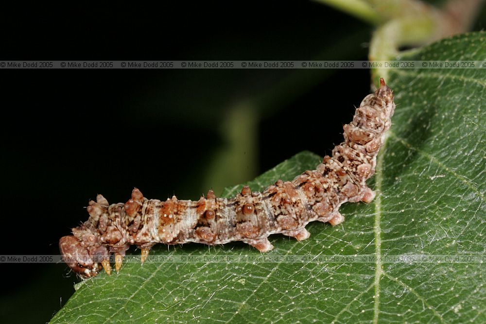 Falcaria lacertinaria Scalloped Hook-tip catterpillar