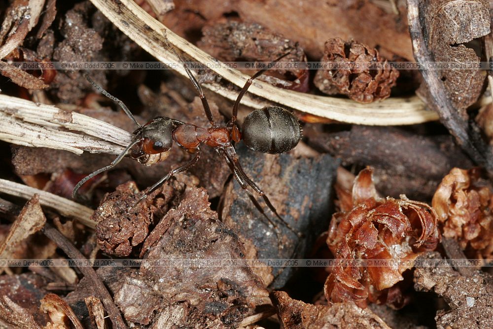 Formica rufa Wood ant