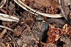 Formica rufa Wood ant