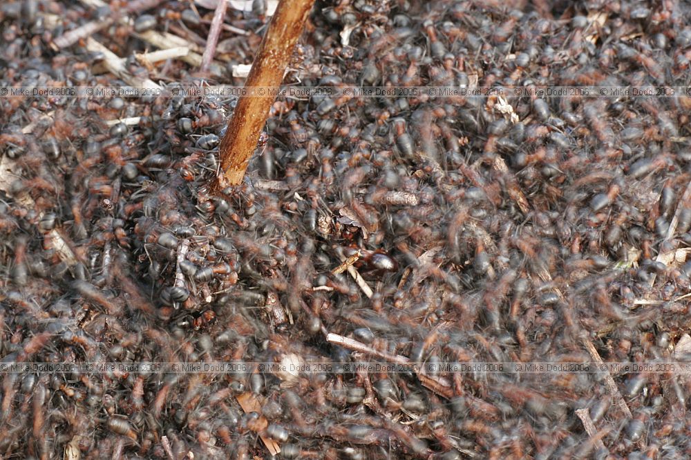 Formica rufa Wood ants