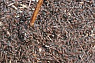 Formica rufa Wood ants