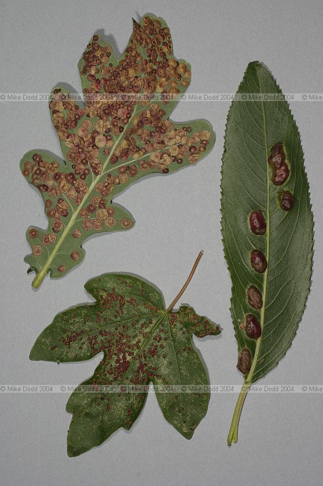 Neuroterus galls on oak and Pontania on willow and Aceria aceriscampestris field maple red pustule gall