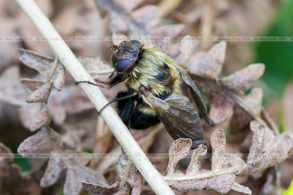 Gasterophilus pecorum a horse bot-fly