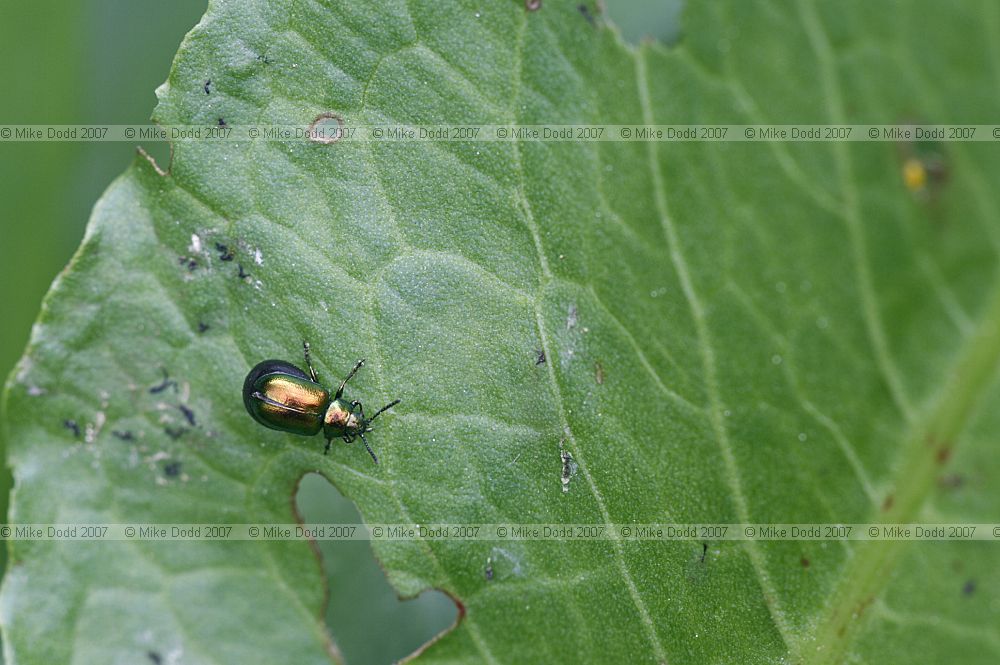 Gastrophysa viridula leaf beetle