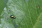 Gastrophysa viridula leaf beetle