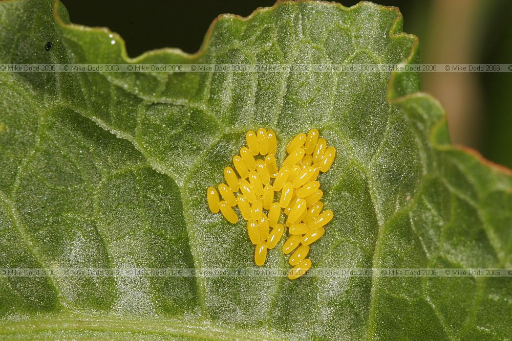 Gastrophysa viridula leaf beetle