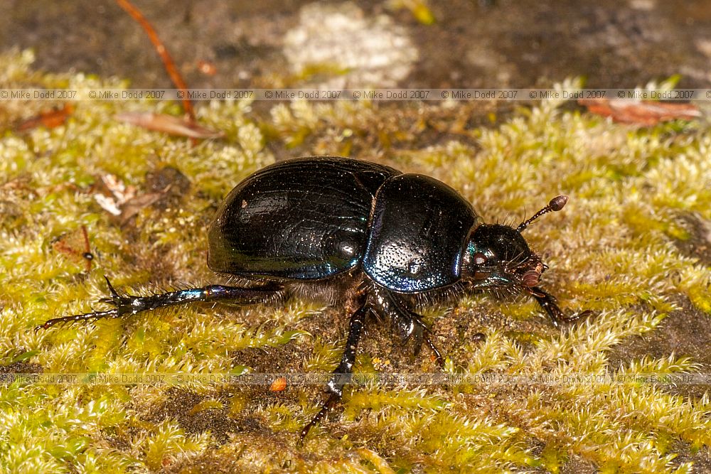 Geotrupes stercorarius Dor Beetle