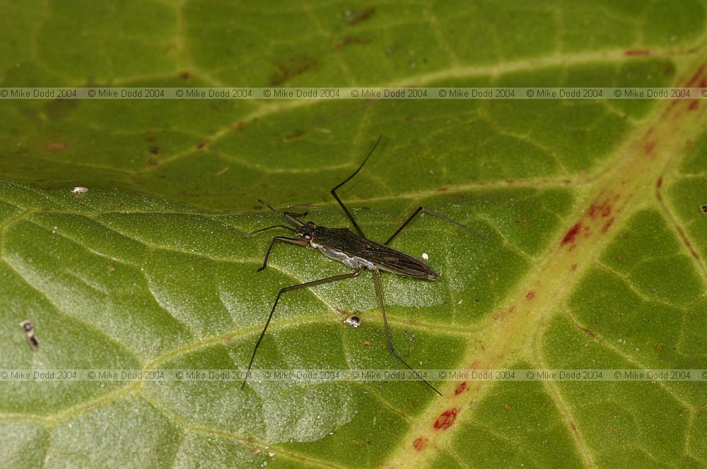 Gerris pond skater