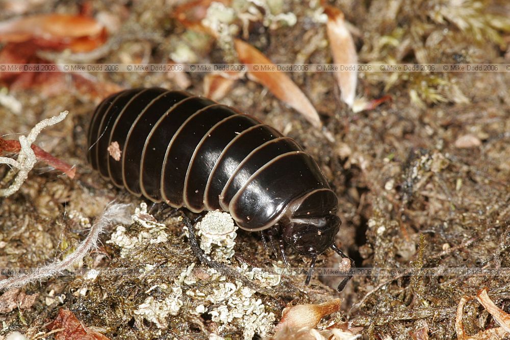 Glomeris marginata pill millipede