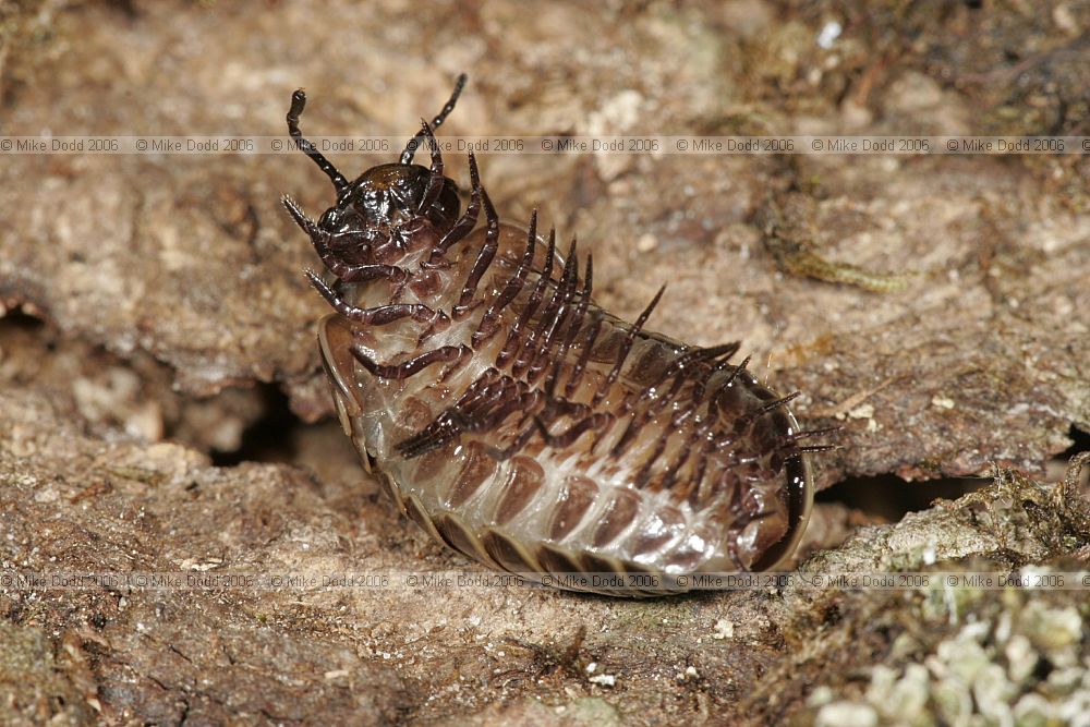 Glomeris marginata pill millipede