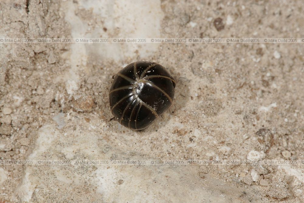 Glomeris marginata pill millipede