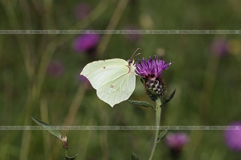 Gonepteryx rhamni Brimstone