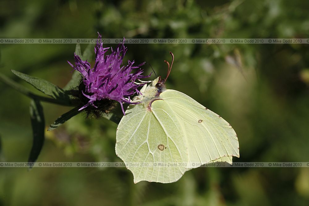 Gonepteryx rhamni Brimstone