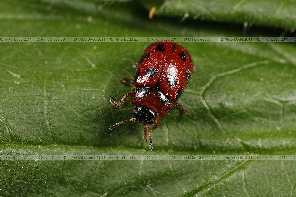 Gonioctena decemnotata a leaf beetle