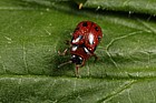Gonioctena decemnotata a leaf beetle
