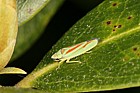 Graphocephala fennahi Leafhopper (from North America) lives on rhododendrons