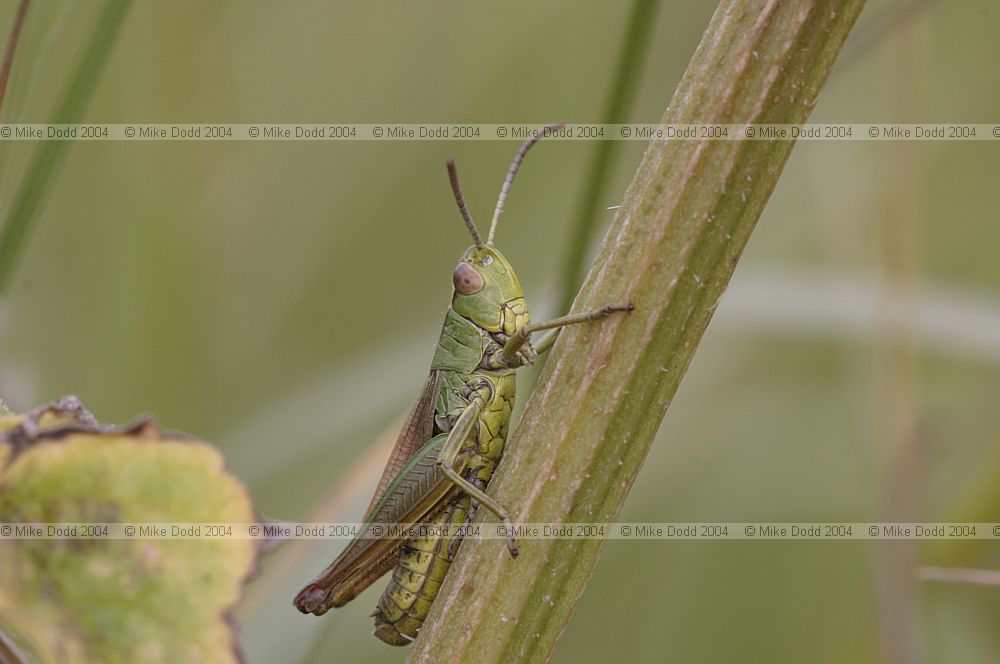 Grasshopper