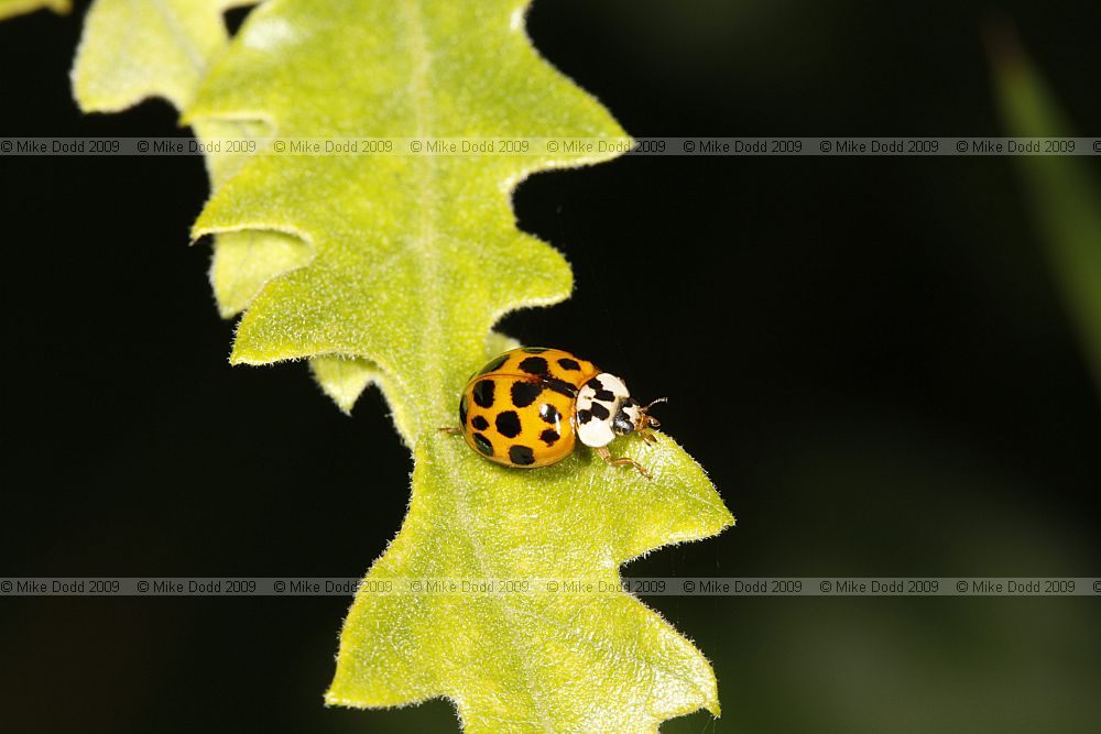 Harmonia axyridis Harlequin Ladybird