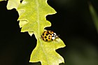 Harmonia axyridis Harlequin Ladybird