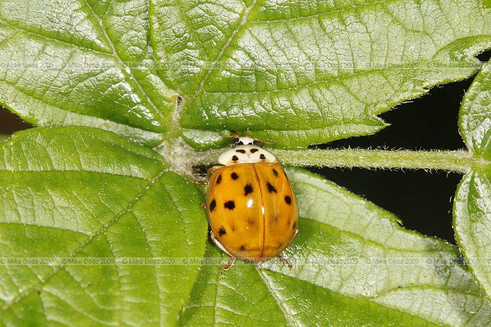 Harmonia axyridis Harlequin Ladybird