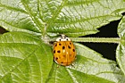 Harmonia axyridis Harlequin Ladybird