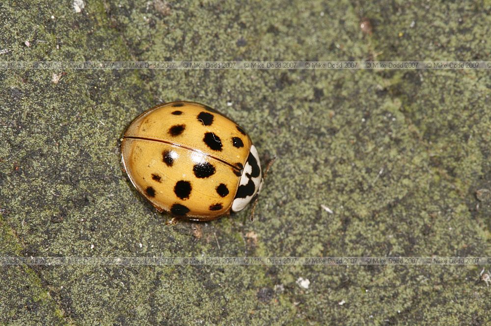 Harmonia axyridis Harlequin ladybird