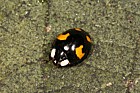 Harmonia axyridis Harlequin ladybird