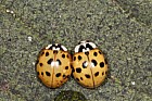 Harmonia axyridis Harlequin ladybird