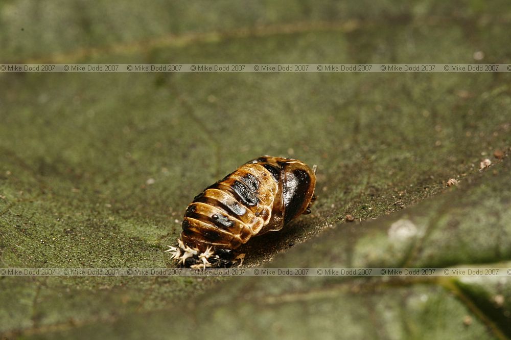 Harmonia axyridis Harlequin ladybird