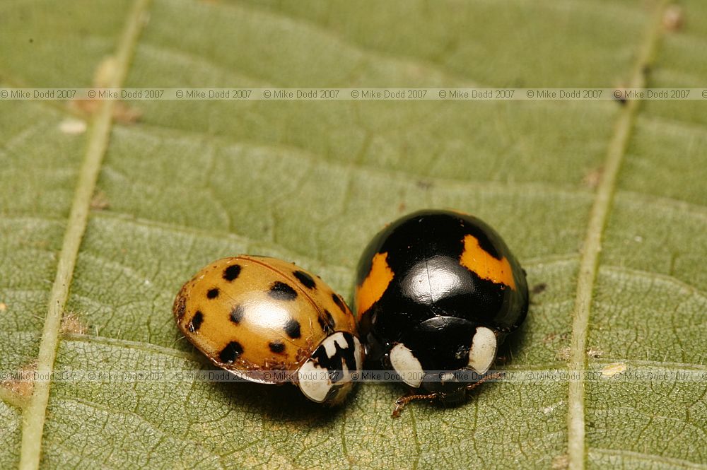 Harmonia axyridis Harlequin ladybird