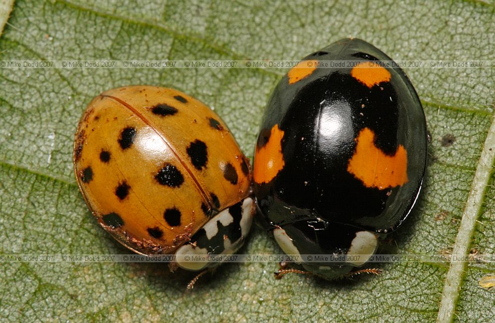 Harmonia axyridis Harlequin ladybird