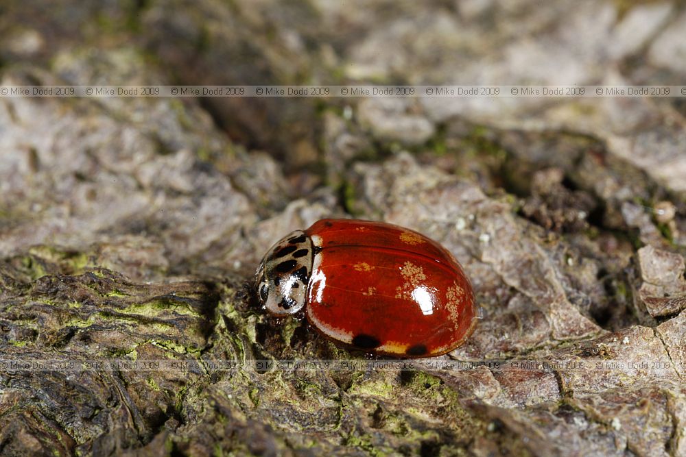 Harmonia quadripunctata Cream-streaked Ladybird