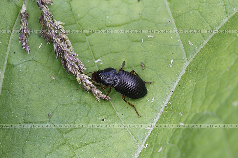 Harpalus