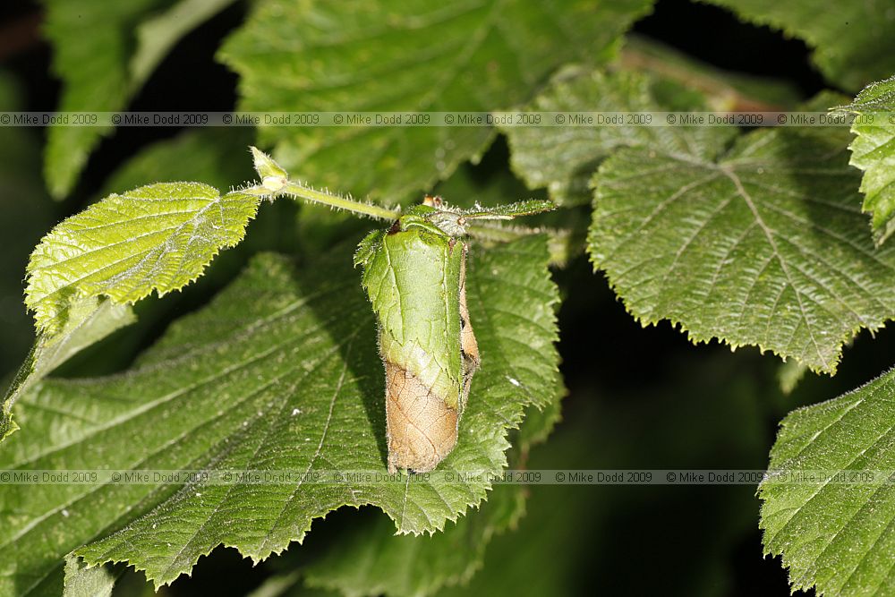 Hazel leaf rolled up by weevil of family Attelabidae or Rhynchitidae.  Possibly Apoderus coryli as the adults were present.