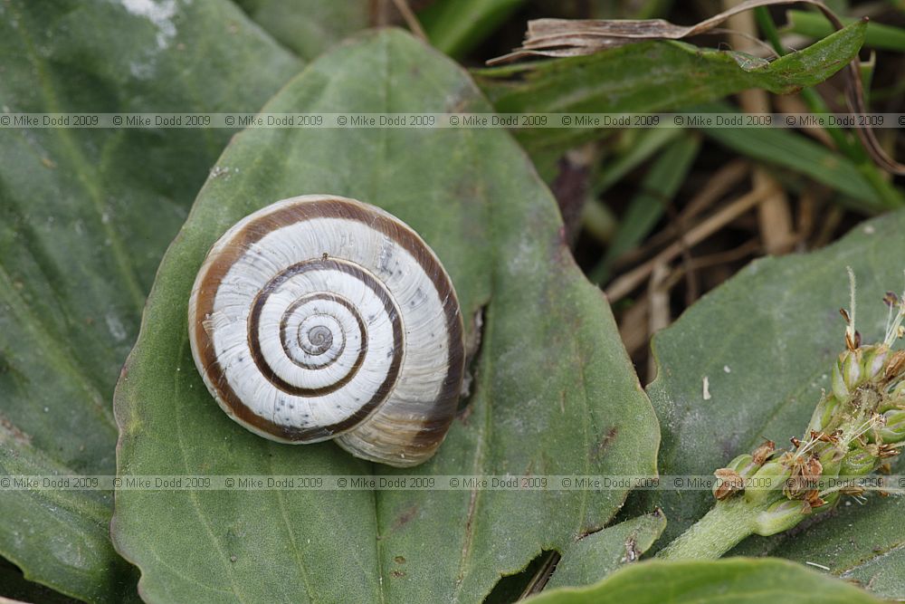 Helicella itala Heath Snail