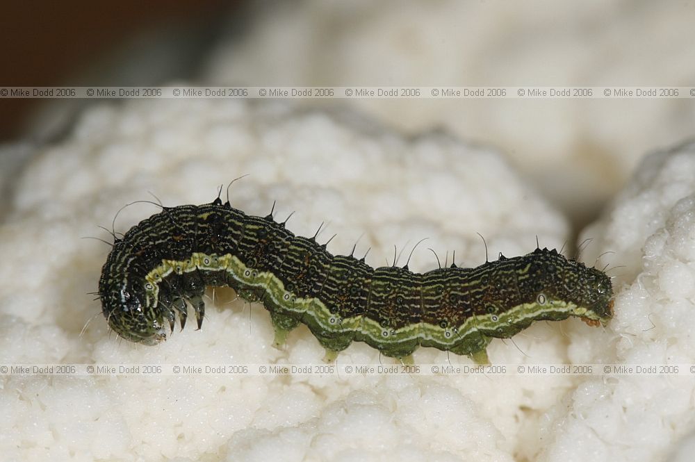 Helicoverpa armigera Scarce Bordered Straw or Old World Bollworm catterpillar on cauliflower