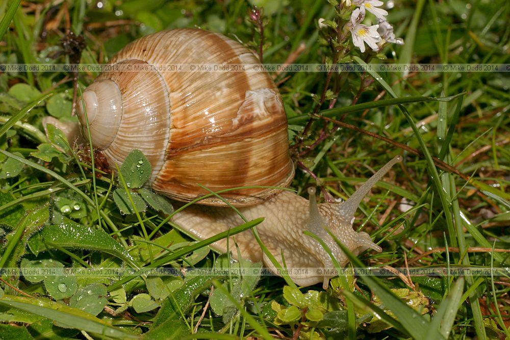 Helix pomatia Roman snail or edible snail