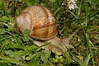 Helix pomatia Roman snail or edible snail