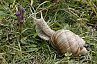 Helix pomatia Roman Snail