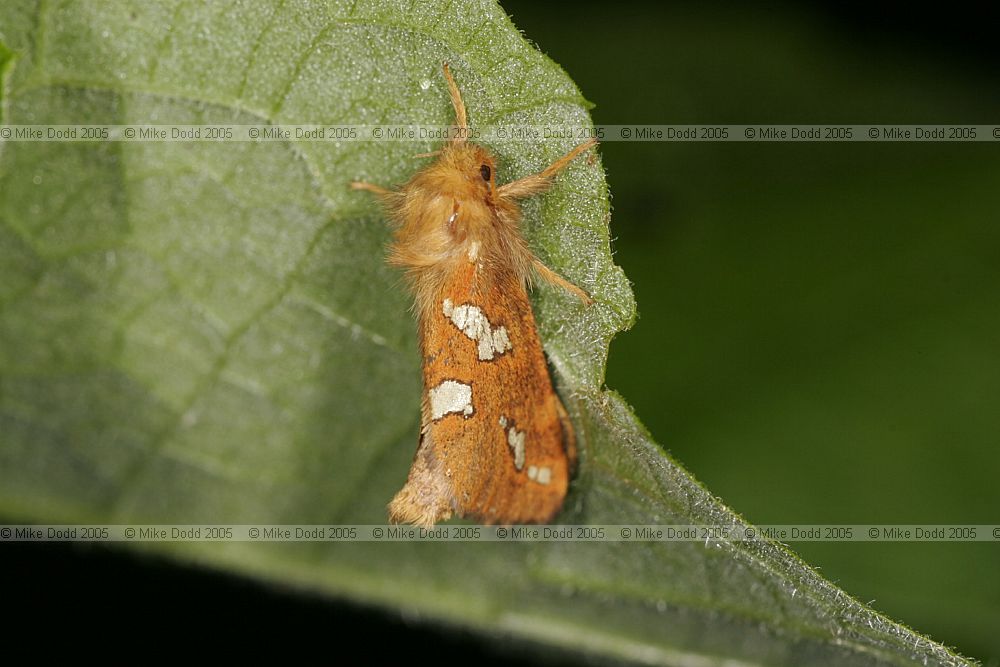 Hepialus hecta Gold Swift male