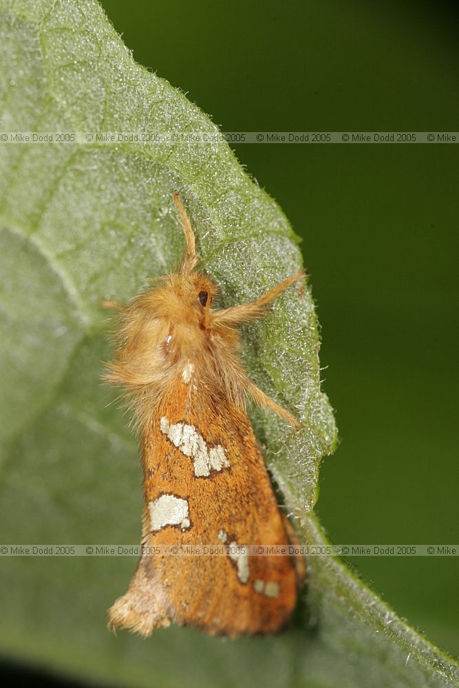 Hepialus hecta Gold Swift male