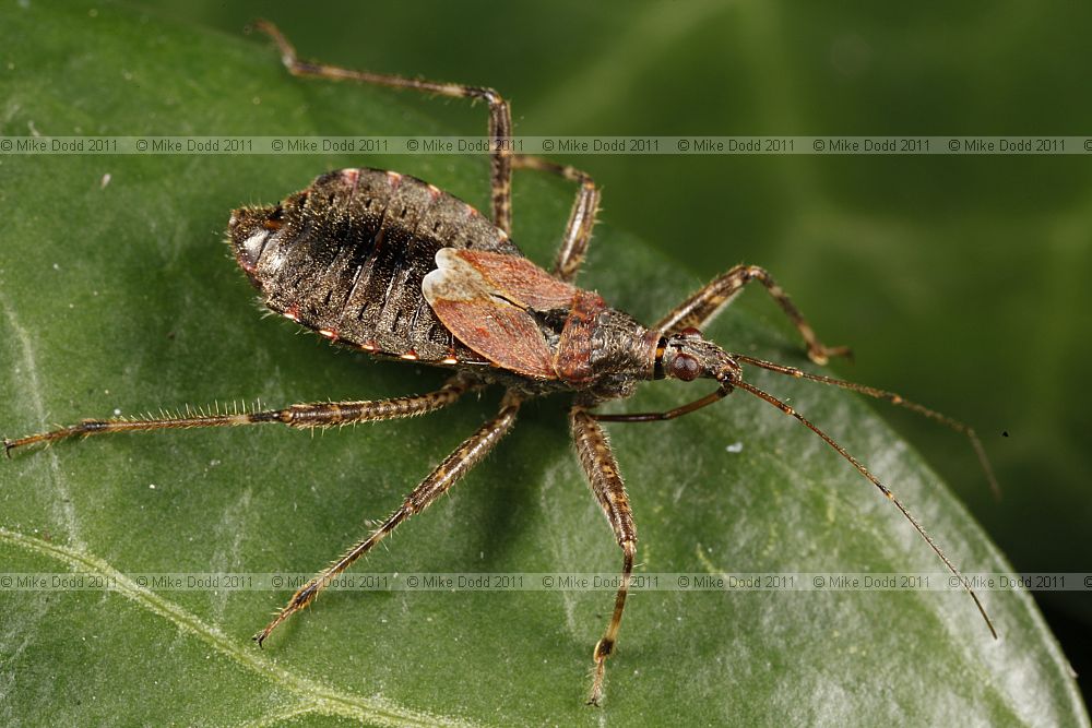 Himacerus apterus Tree Damsel Bug