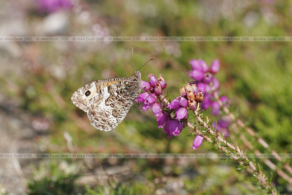 Hipparchia semele Greyling butterfly