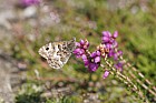 Hipparchia semele Greyling butterfly