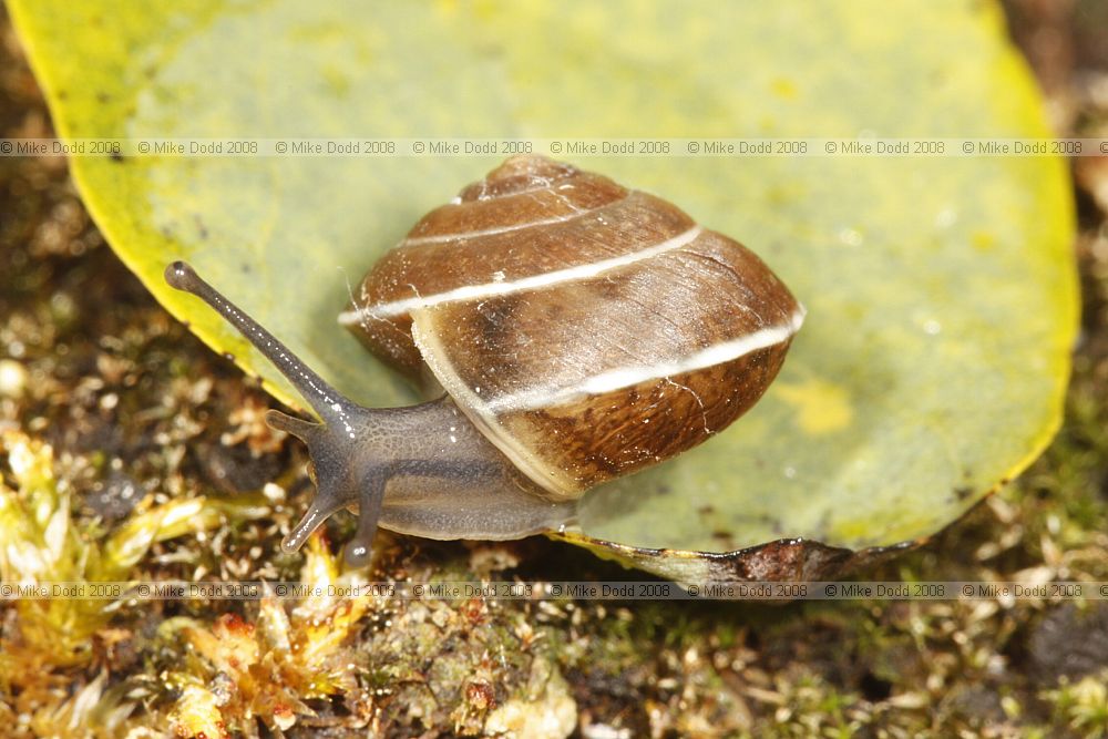Hygromia cinctella Girdled snail