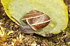 Hygromia cinctella Girdled snail