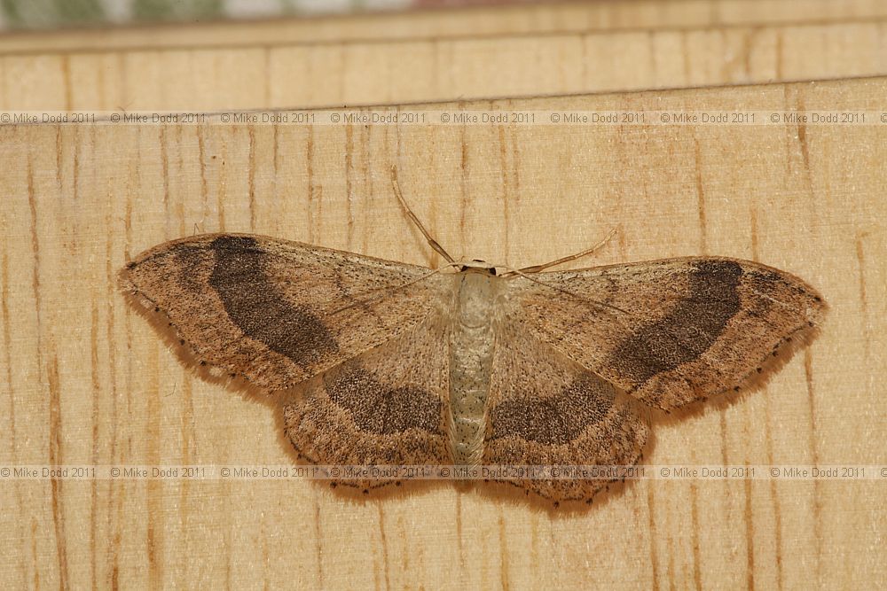 Idaea aversata Riband Wave