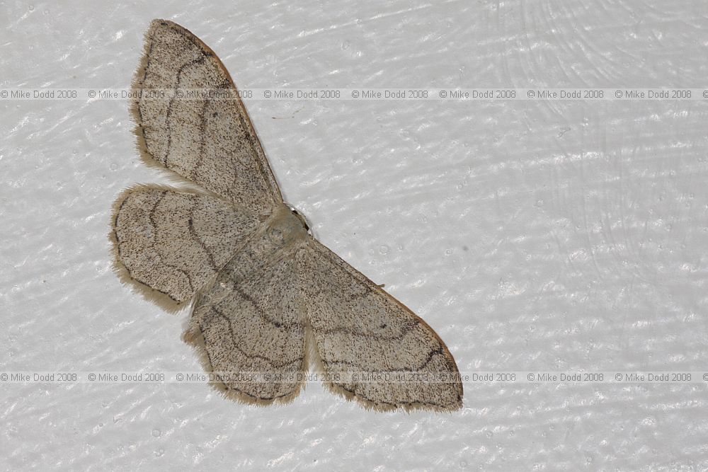 Idaea aversata Riband wave possibly